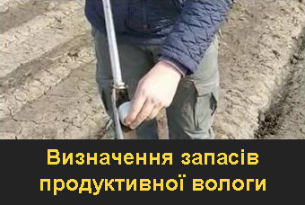 Визначення якості зерна до експорту